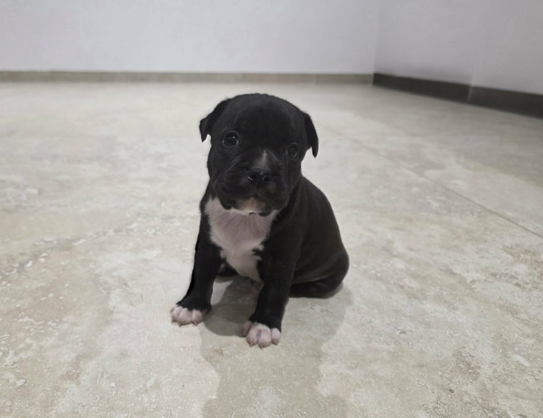 Staffordshire Bull Terrier - Staffordshire Bull Terrier
