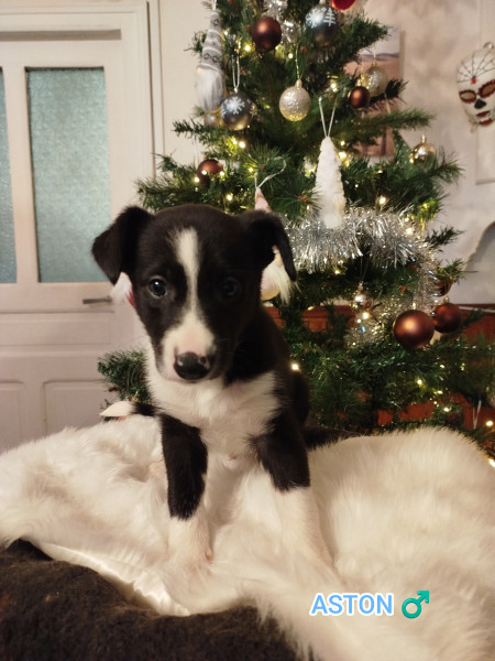 Border Collie - Border collie