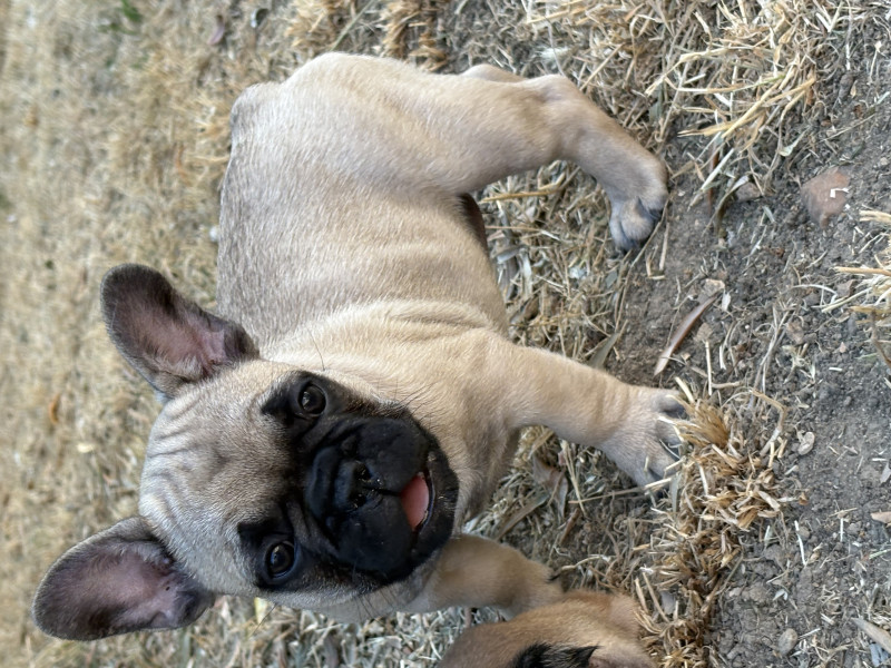 Bouledogue français - Magnifique bouledogue francais fauve LOF