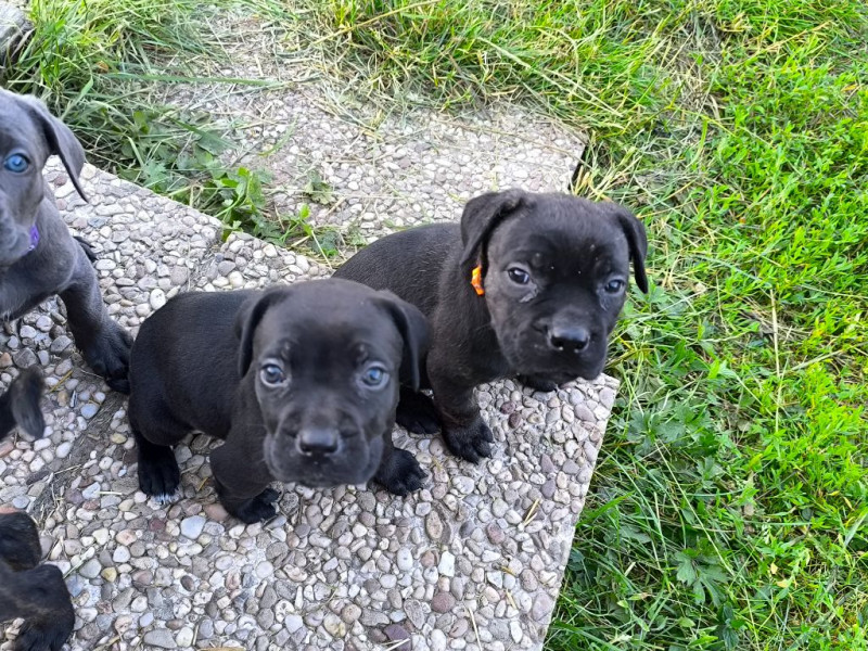 Cane Corso - Adorables chiots cane corso - L'Arche de Woz