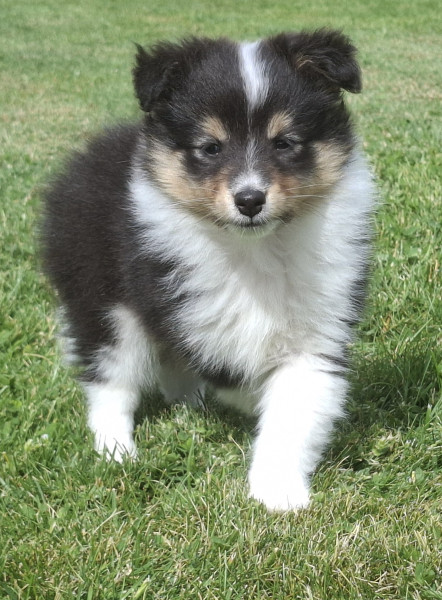 Shetland Sheepdog - chiots berger shetland
