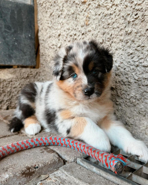 Berger Australien - Chiots bergers australiens à réserver - lutins malins