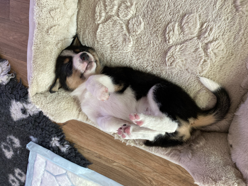 Border Collie - Border Collie