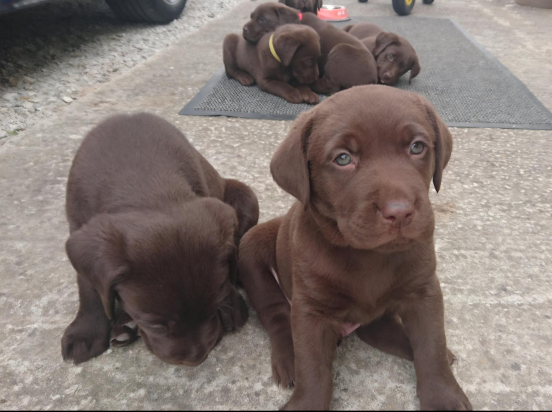 Chiot Labrador Retriever