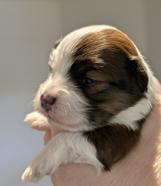 Chiot Bichon Havanais