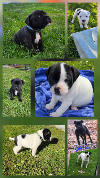 Staffordshire Bull Terrier - Staffordshire Bull Terrier (staffie) LOF à vendre