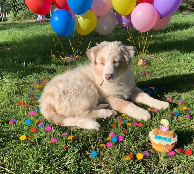 Berger Australien - Berger Australien cherchent famille pour la vie