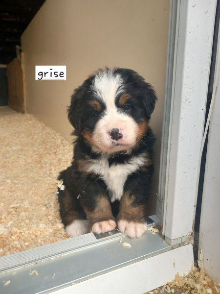 Bouvier Bernois - Bouviers bernois lof portée testée