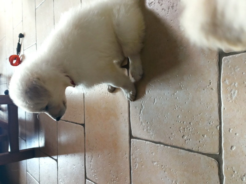 Berger Blanc Suisse - CHIOTS BERGER BLANC SUISSE Du Clos De L'Ebaupin Blanc - Du Clos De L'ébaupin Blanc