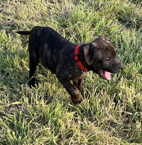 Staffordshire Bull Terrier - Chiot Staffie mâle