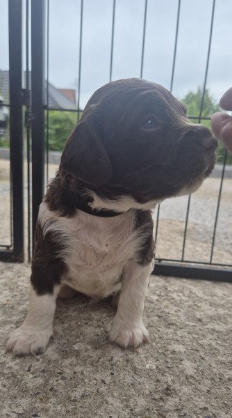 English Springer Spaniel - Chiots Springer Spaniel
