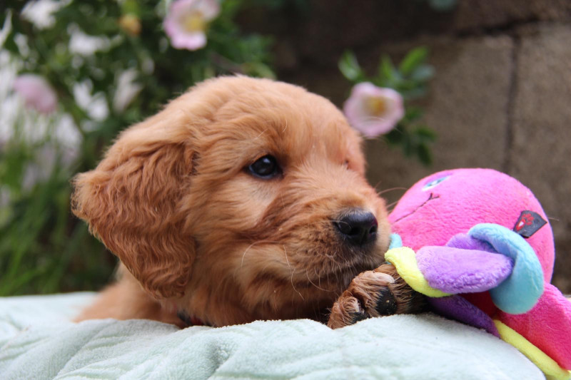 Golden Retriever - Golden Retriever LOF Roux