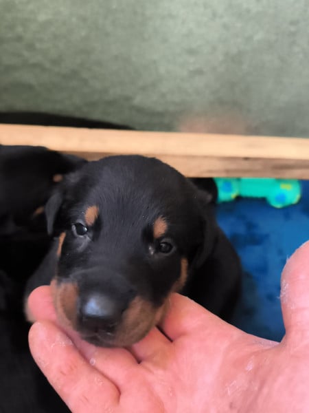 Berger de Beauce - chiot beauceron