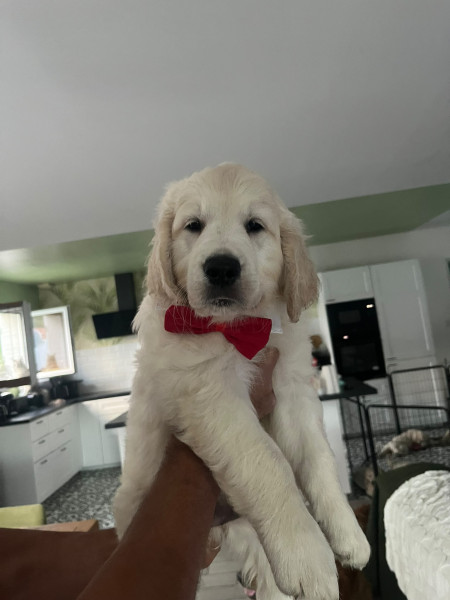 Golden Retriever - Golden Retriever LOF