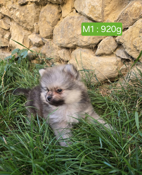 Spitz allemand - vend bébés spitz allemand nain - domaine du mont tournier