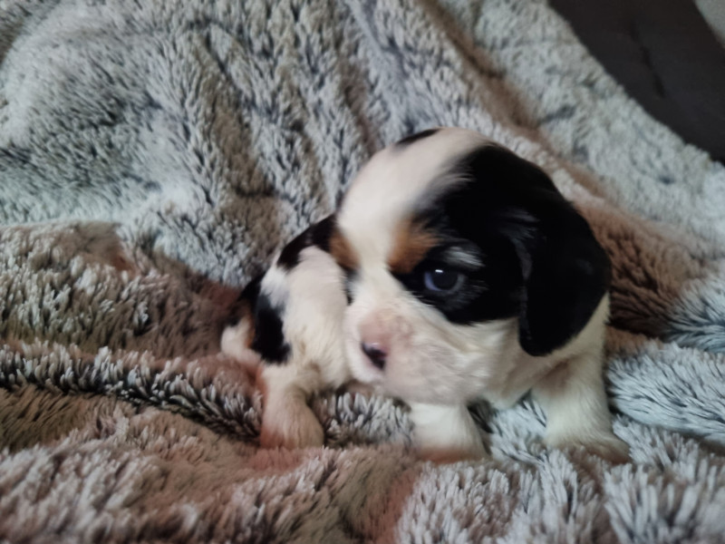 Cavalier King Charles Spaniel - Chiots Cavalier King Charles LOF