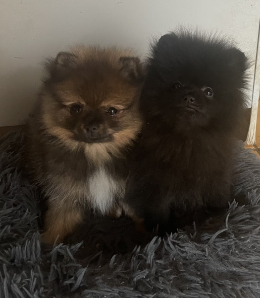 Spitz allemand - Magnifiques chiots spitz nains - Luciole au clair de lune