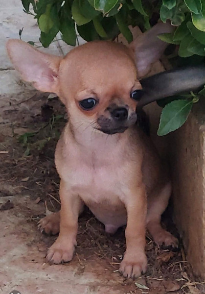 Chihuahua - Superbes Chiots Chihuahua