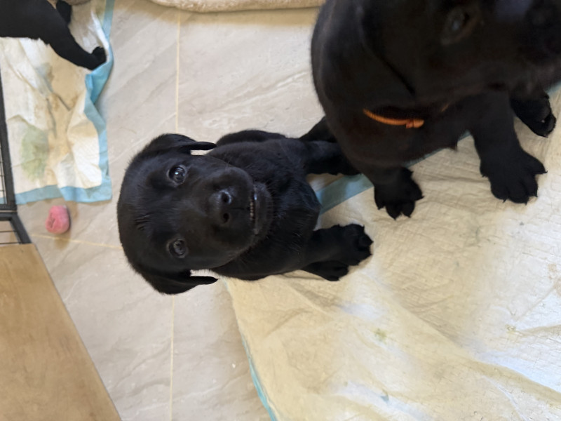 Labrador Retriever - chiots labrador noir