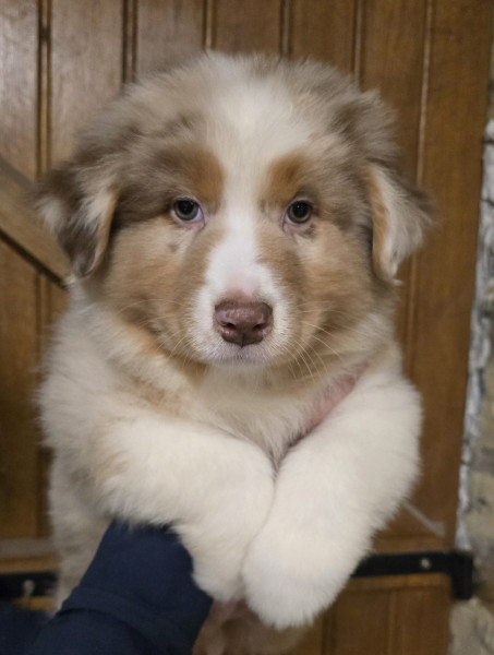 Berger Australien - Chiot Berger Australien Lof - Elevage de la rivière aux pierres