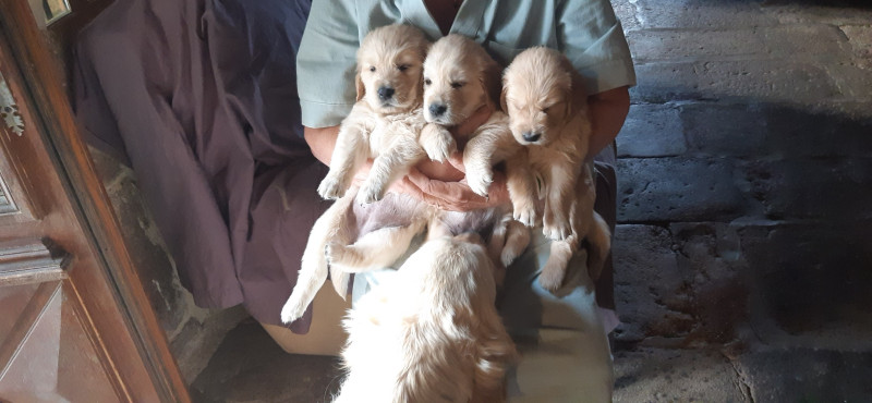 Golden Retriever - Vente chiots Golden retriever nés le 19/08/2026 - De Guerlante