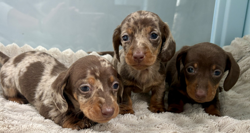 Teckel poil ras - Teckel nain poil ras