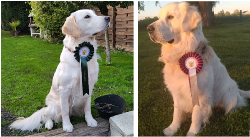 Golden Retriever - Chiots Golden retriever lof pour fin juillet - Mme