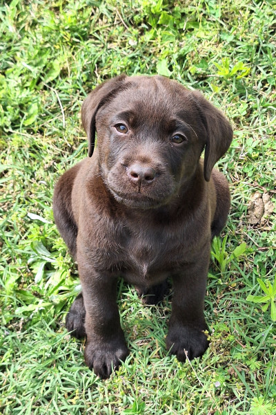 Labrador Retriever - Chiots labrador lof - DES TROIS NUANCES