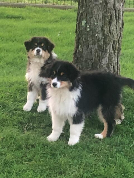 Berger Australien - Chiot berger australien LOF