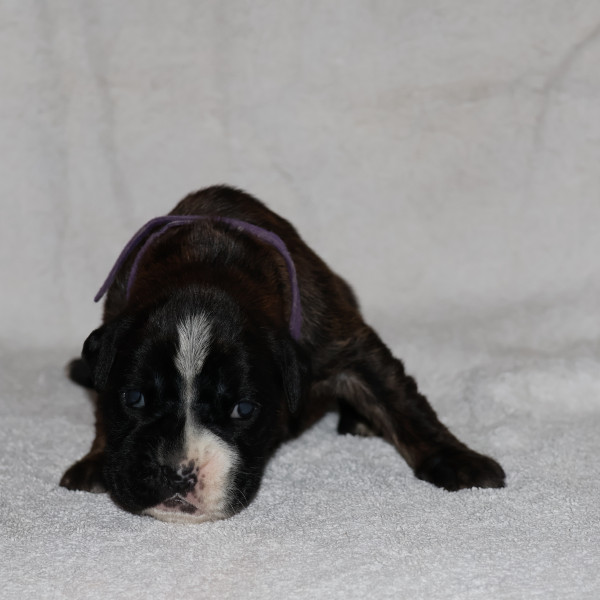 Boxer - Chiot boxer lof - Babines en folie