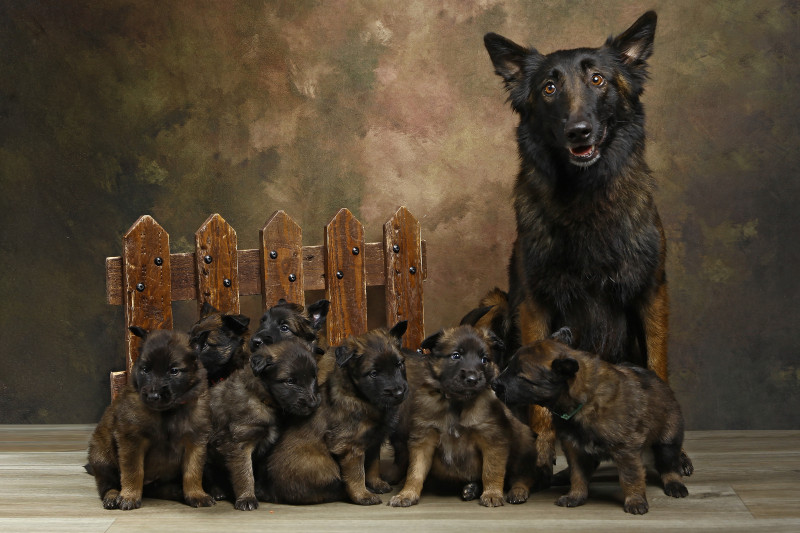 Berger Belge - Berger belge Tervueren ligné travail