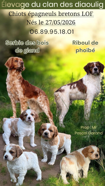 Chiot Epagneul Breton