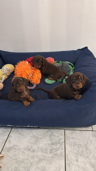 Teckel poil ras - Chiot teckel nain poil ras chocolat