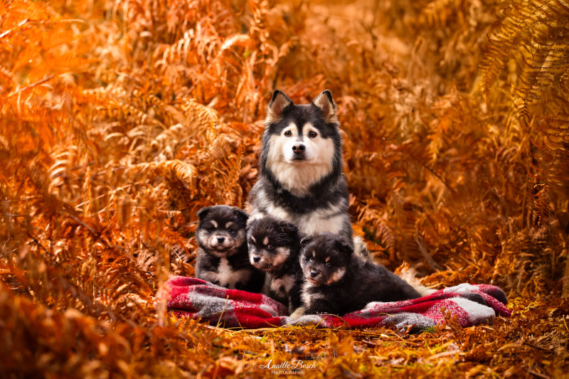 Chien finnois de Laponie - Chiot Finnois de Laponie