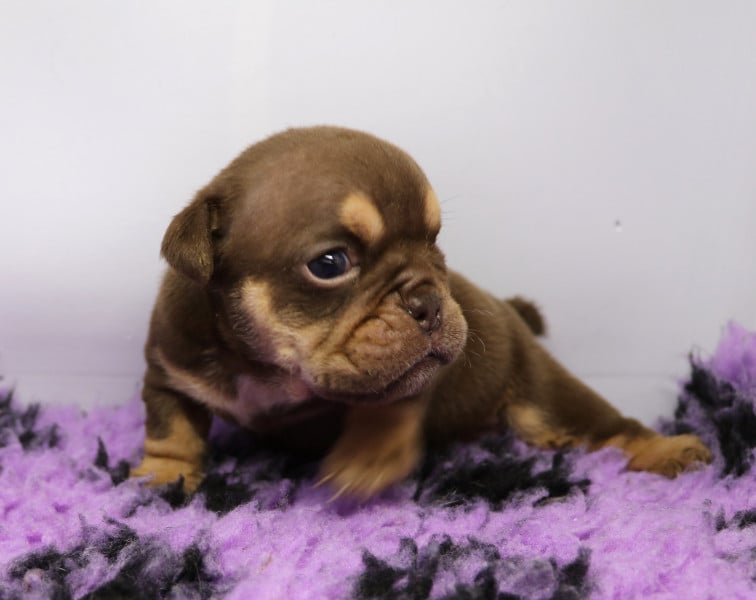 Bulldog Anglais - Chiots bulldog Anglais - Eastern Legends