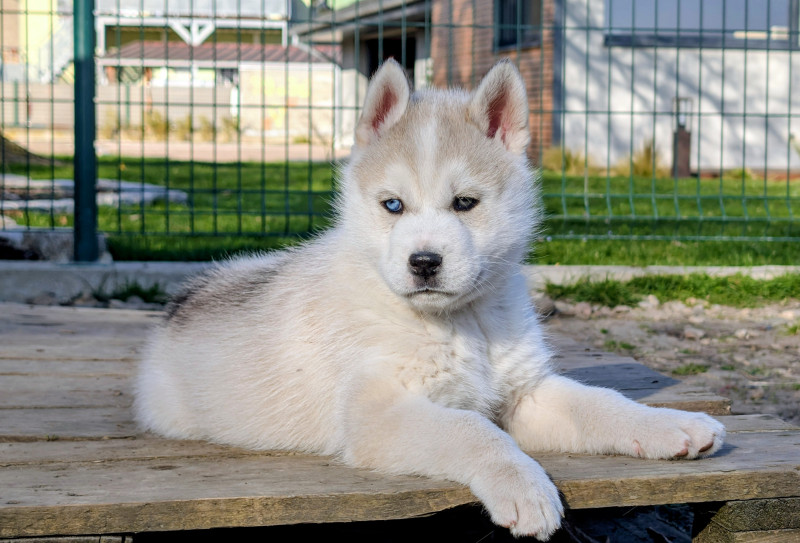 Siberian Husky - Chiots Husky Sibérien LOF - Des Sibériens du Ried