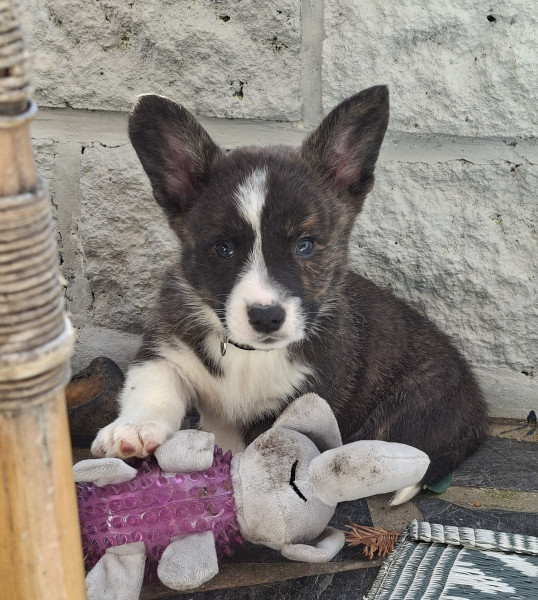 Welsh Corgi Cardigan - Welsh corgi cardigan lof