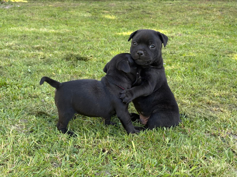 Staffordshire Bull Terrier - CHIOTS STAFFIE NOIR