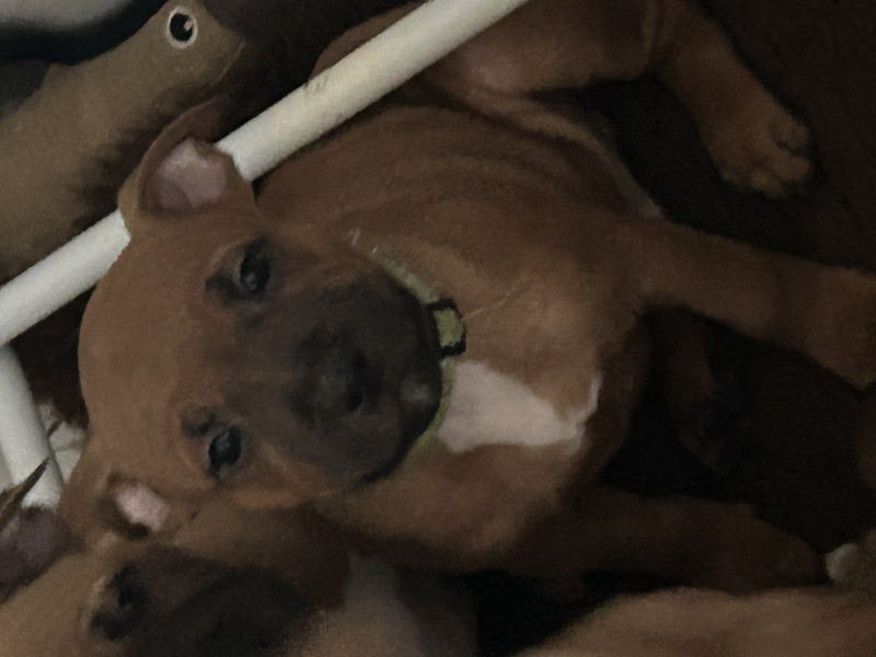 Staffordshire Bull Terrier - Staffordshire bull terrier