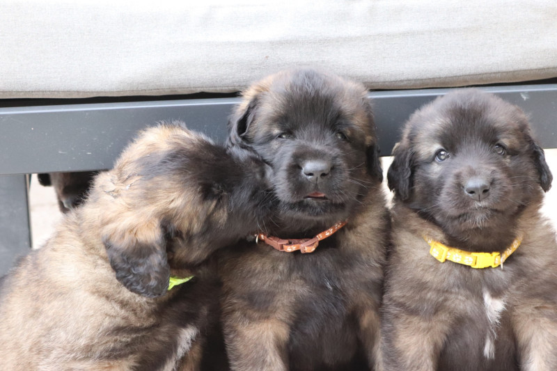 Leonberger - Chiot Leonberg LOF - Umberlee x Ruben