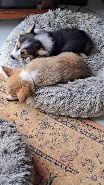 Welsh Corgi Pembroke - Vent chiots welsh corgi pembroque 5 mois