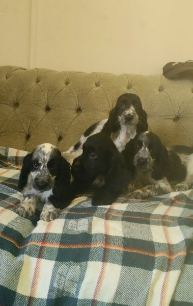 Cocker Spaniel Anglais - Chiots Cocker Anglais