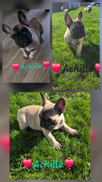 Bouledogue français - Magnifique bouledogue français - De la maison Vitae