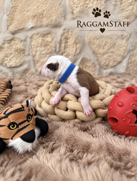 American Staffordshire Terrier - Magnifiques Chiot american staff lof - Domaine du Raggamstaff