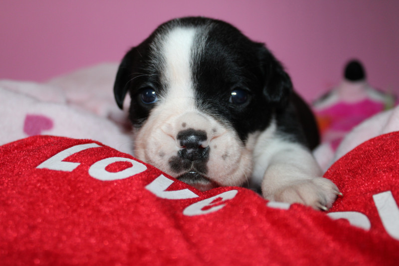 Bulldog continental - chiot bulldog continental