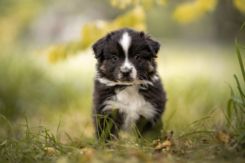 Berger Américain Miniature  - chiots bergers americains