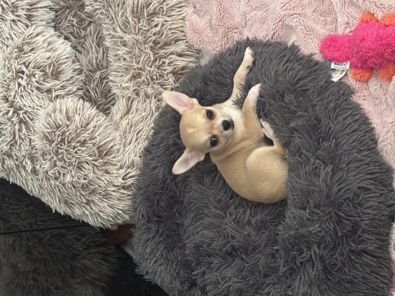 Chihuahua - Chiots chihuahuas à vendre