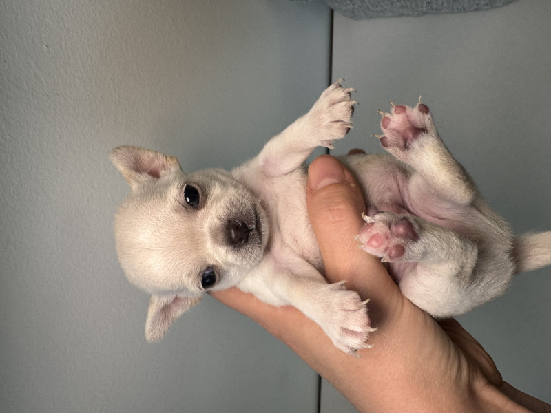 Chihuahua - Chiot Chihuahua LOF - Domaine de Céléste