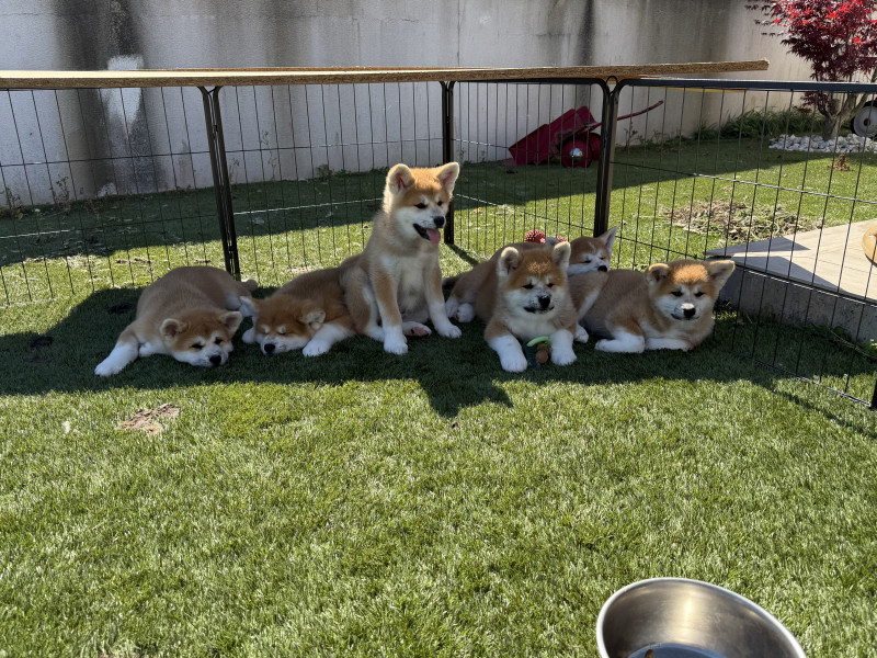 Akita - Magnifques chiots Akita Inu majestueux à réserver