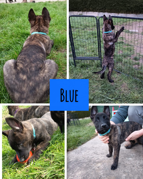 Berger hollandais - Chiots berger hollandais - Des gardiens de la Seine